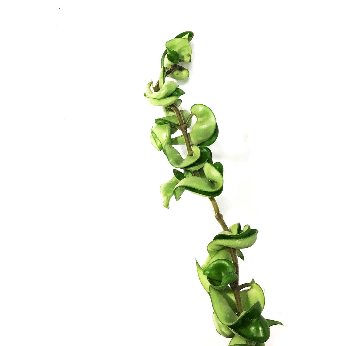 Hoya, 8in HB, Compacta
