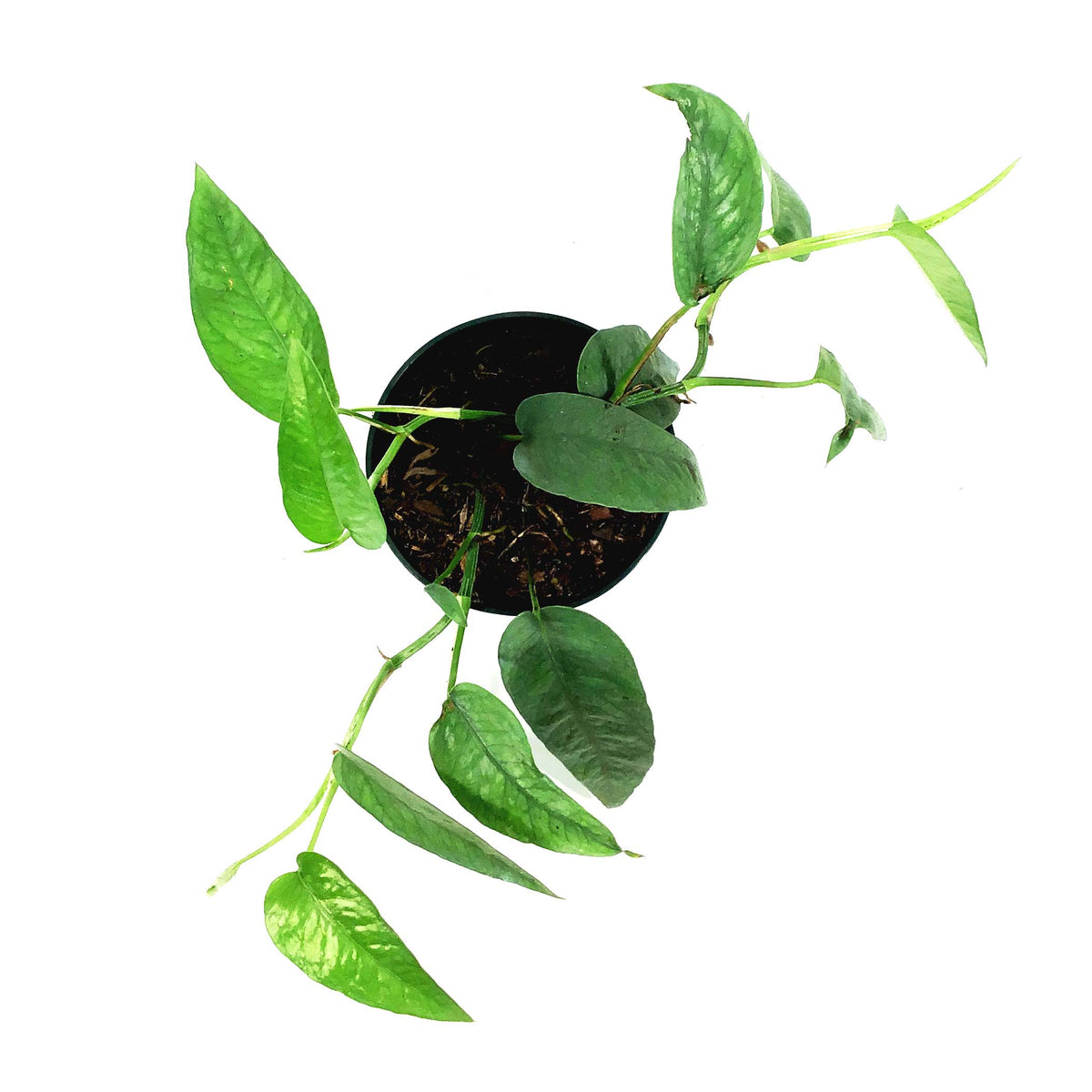 Epipremnum Pinnatum, 4in, Cebu Blue