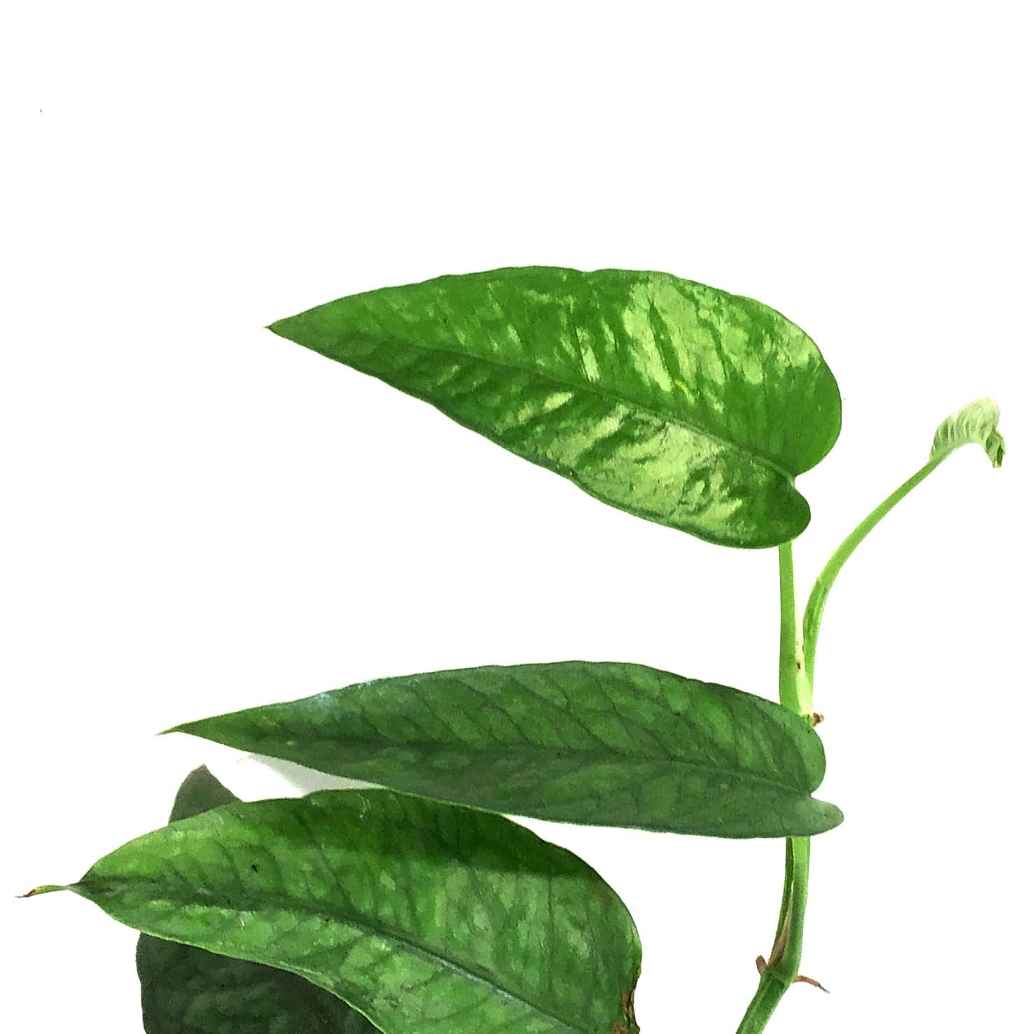 Epipremnum Pinnatum Cebu Blue 6ft – Tropical Plant Biomes