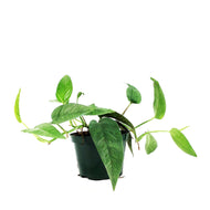 Epipremnum Pinnatum, 4in, Cebu Blue