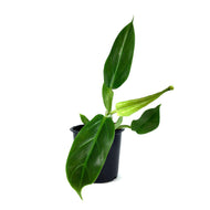 Philodendron, 4in, Subhastatum