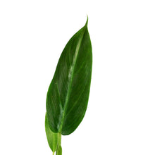 Load image into Gallery viewer, Philodendron, 4in, Subhastatum

