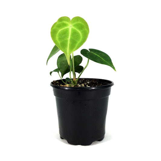 Anthurium, 4in, Clarinervium