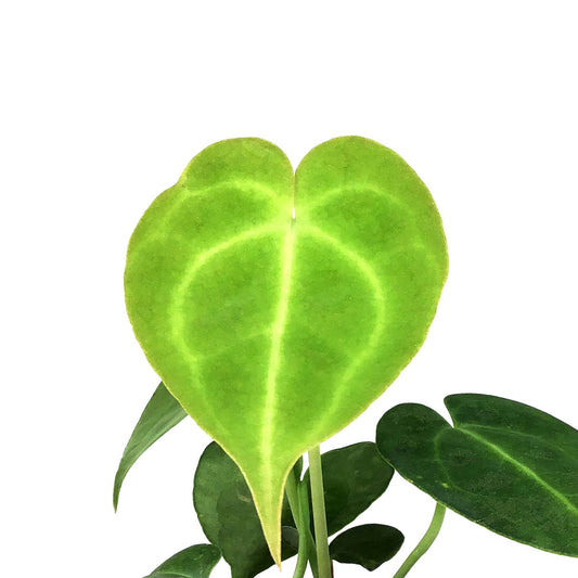 Anthurium, 4in, Clarinervium