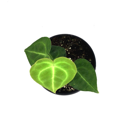Anthurium, 4in, Clarinervium
