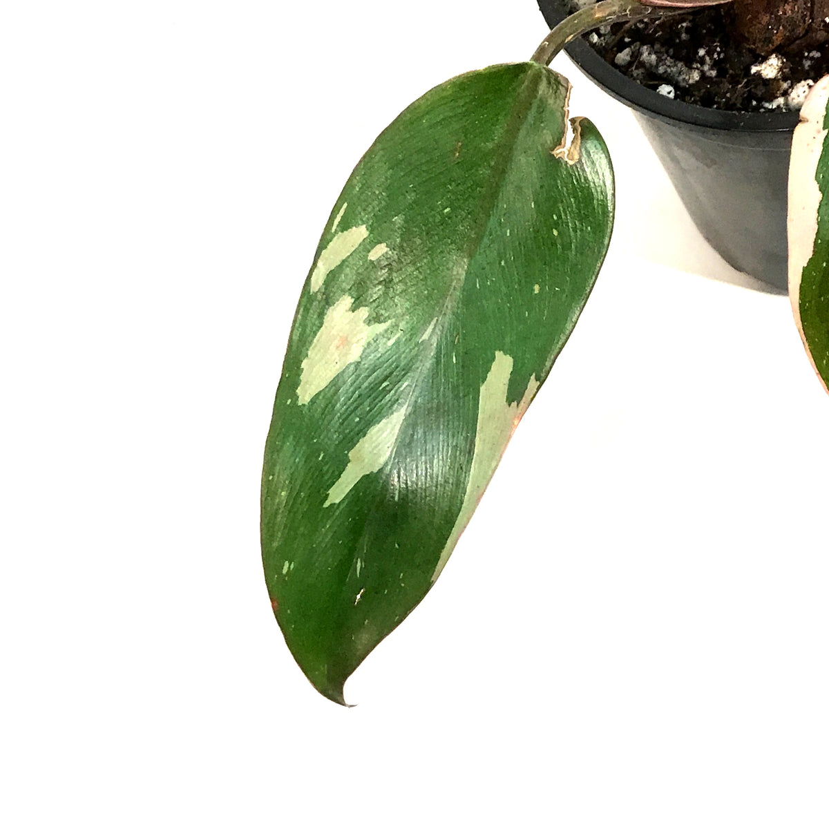 Philodendron, 4in, Pink Princess