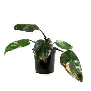 Philodendron, 4in, Pink Princess