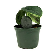 Alocasia, 6in, Melo