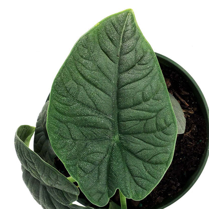 Alocasia, 6in, Melo
