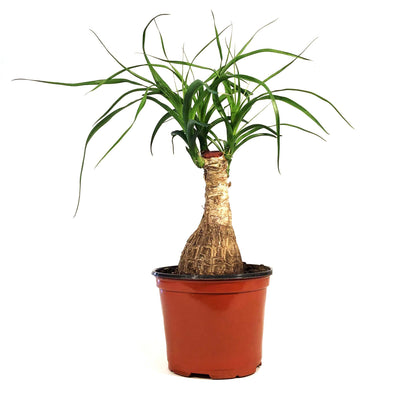Palm, 6in, Ponytail Stump