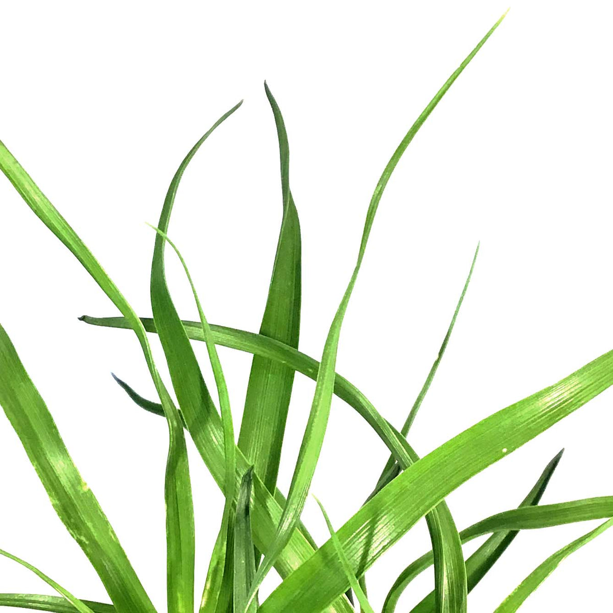 Palm, 6in, Ponytail Stump