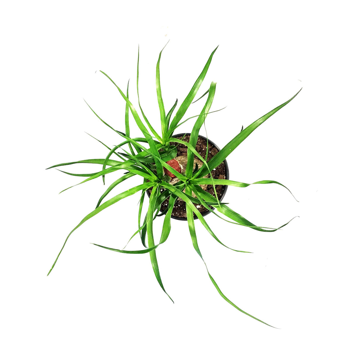 Palm, 6in, Ponytail Stump