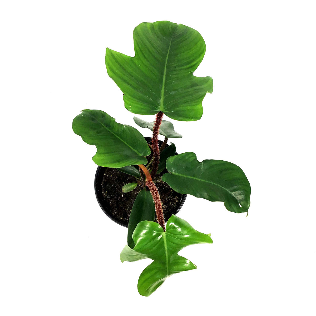 Philodendron, 6in, Squamiferum