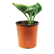 Hosta, 1 gal, Abiqua Drinking Gourd