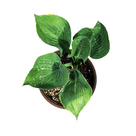 Hosta, 1 gal, Abiqua Drinking Gourd