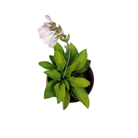Hosta, 1 gal, August Moon