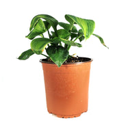 Hosta, 1 gal, Avocado