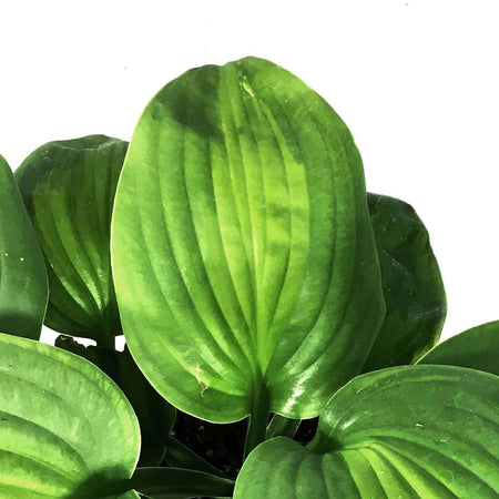 Hosta, 1 gal, Avocado