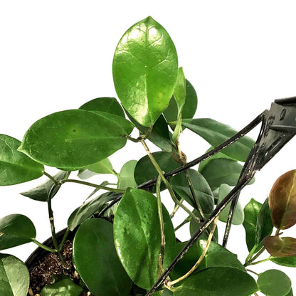 Hoya, 8in HB, Australis