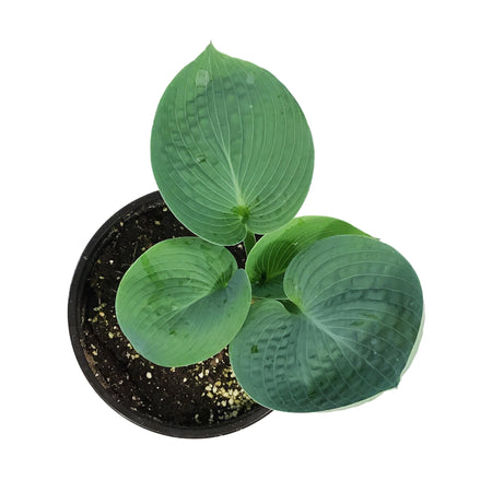 Hosta, 1 gal, Big Daddy