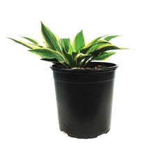 Load image into Gallery viewer, Hosta, 1 gal, Bobcat
