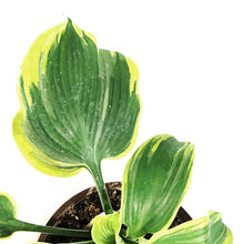 Load image into Gallery viewer, Hosta, 1 gal, Earth Angel
