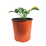 Hosta, 1 gal, Firn Line
