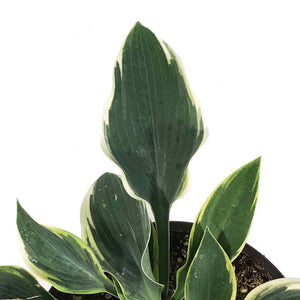 Hosta, 1 gal, First Frost