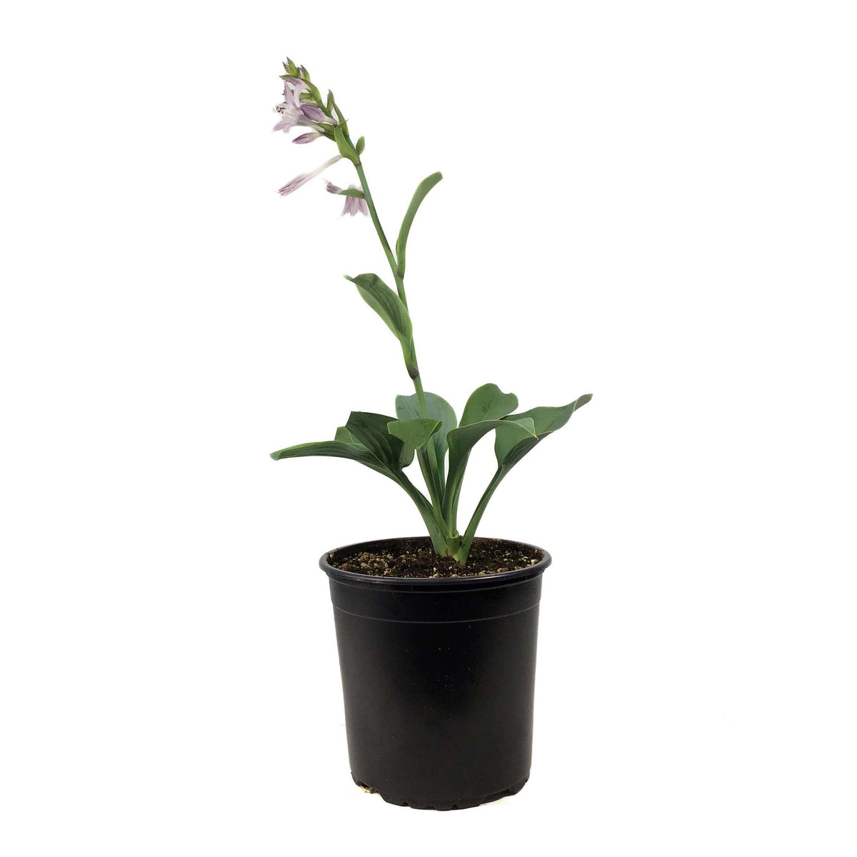 Hosta, 1 gal, Fragrant Blue