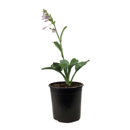 Hosta, 1 gal, Fragrant Blue