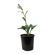Hosta, 1 gal, Fragrant Blue