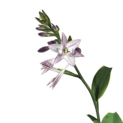 Hosta, 1 gal, Fragrant Blue