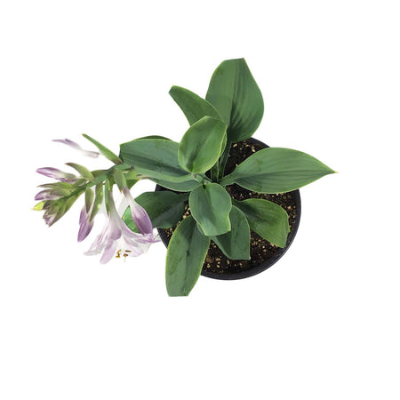 Hosta, 1 gal, Fragrant Blue