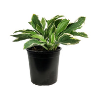 Hosta, 1 gal, Francee