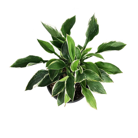 Hosta, 1 gal, Francee