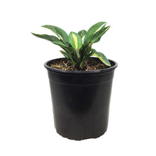 Load image into Gallery viewer, Hosta, 1 gal, Hot Kiss

