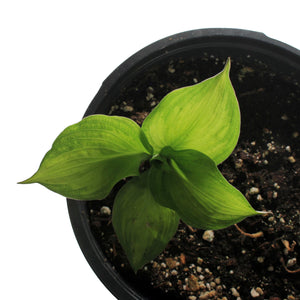 Hosta, 1 gal, Lakeside Banana Bay