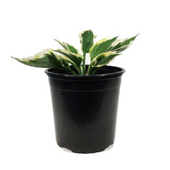 Hosta, 1 gal, Minuteman