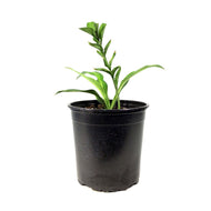 Hosta, 1 gal, Night Before Christmas