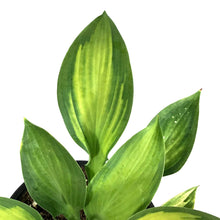 Load image into Gallery viewer, Hosta, 1 gal, Paul&#39;s Glory
