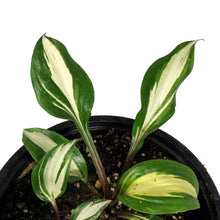 Load image into Gallery viewer, Hosta, 1 gal, Raspberry Sundae
