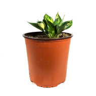 Hosta, 1 gal, Revolution