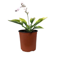 Hosta, 1 gal, Sunny Halcyon