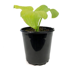 Hosta, 1 gal, Tortilla Chip