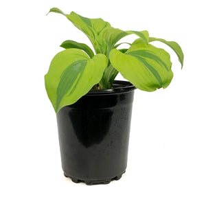 Hosta, 1 gal, Velvet Moon