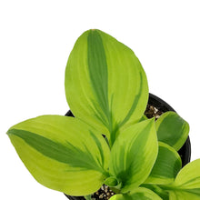 Load image into Gallery viewer, Hosta, 1 gal, Velvet Moon
