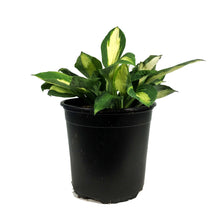 Load image into Gallery viewer, Hosta, 1 gal, Vulcan
