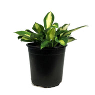 Hosta, 1 gal, Vulcan