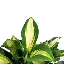 Load image into Gallery viewer, Hosta, 1 gal, Vulcan
