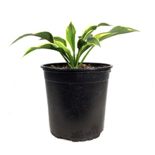 Load image into Gallery viewer, Hosta, 1 gal, Yellow River
